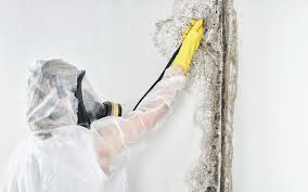 Conesus Lake, NY Mold Prevention & Removal  Company